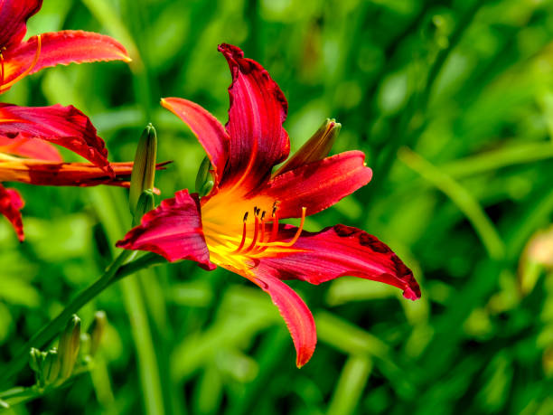 istock Colourful blossom in the sun, close-up. 1811789370