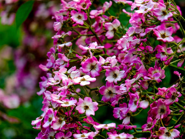 istock Colourful blossom in the sun, close-up. 1811791072