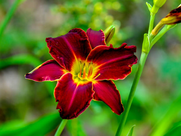 istock Colourful blossom in the sun, close-up. 1811796544