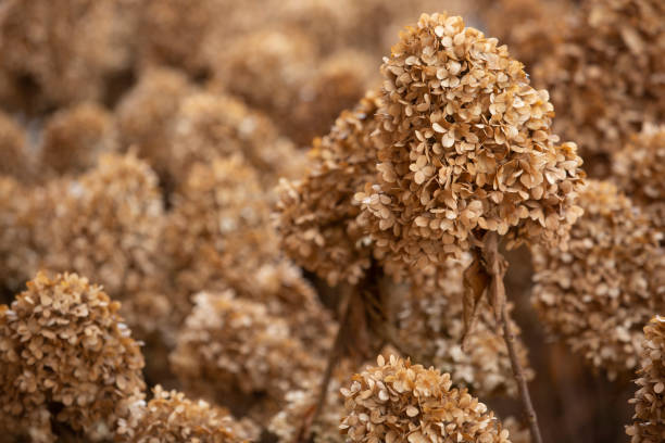 istock Beautiful dried plants close up 1811797588