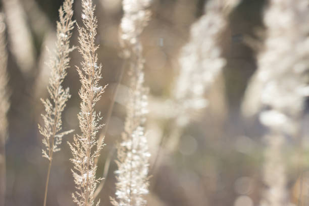 istock Wild dry cereal in the meadow 1811798711