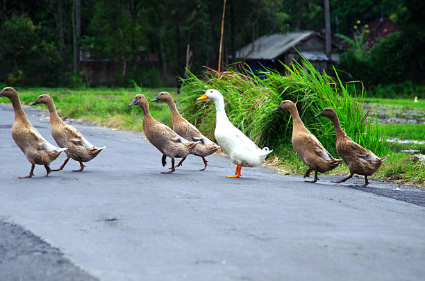 istock Ducks when crossing the street 181179939