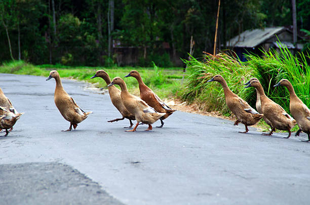 istock Ducks when crossing the street 181179998