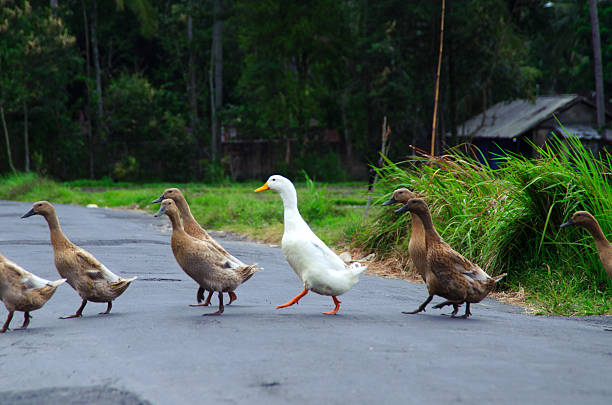 istock Ducks when crossing the street 181180022