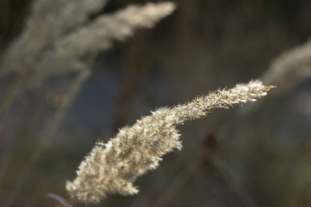 istock Wild dry cereal in the meadow 1811800293