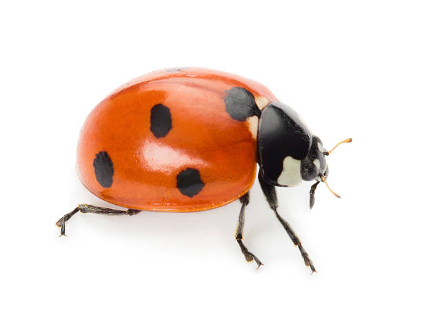 Ladybug stock photo