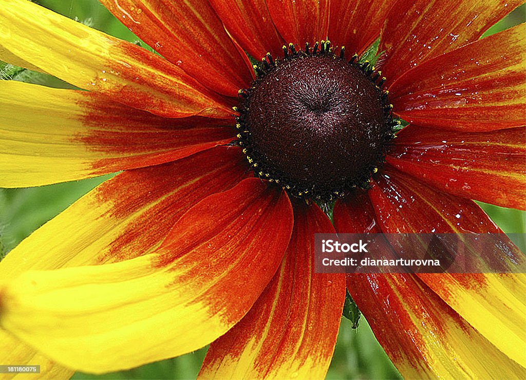 rudbeckia orange rudbeckia in summer Beauty In Nature Stock Photo