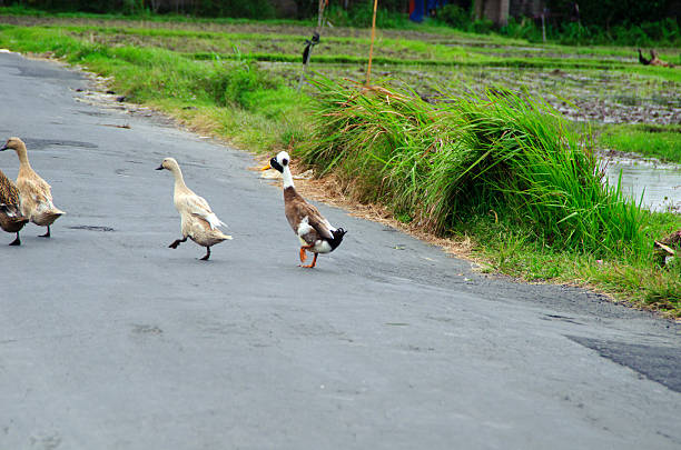 istock Ducks when crossing the street 181180225