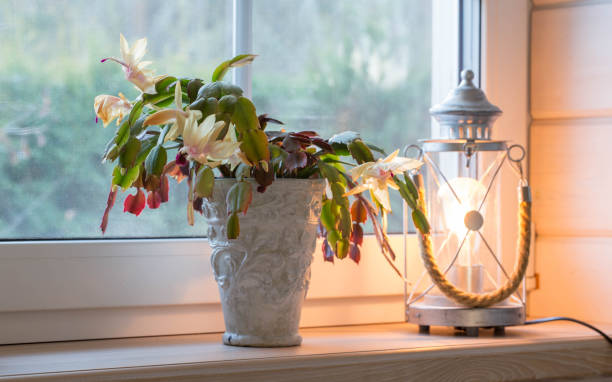 istock Schlumberger. Blooming yellow cactus on the windowsill and a lantern. 1811802972