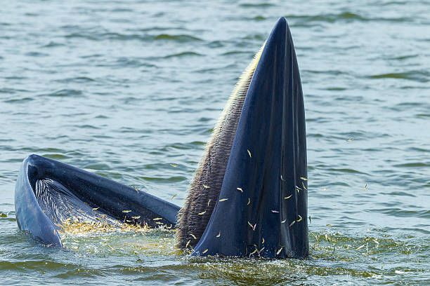 Ballenas alimentándose en el océano