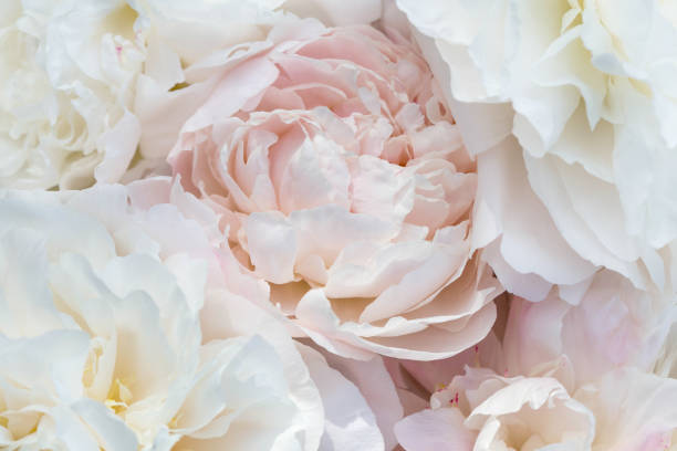 istock Beautiful aromatic fresh blossoming tender pink peonies texture, close up view. Romantic background 1811803004