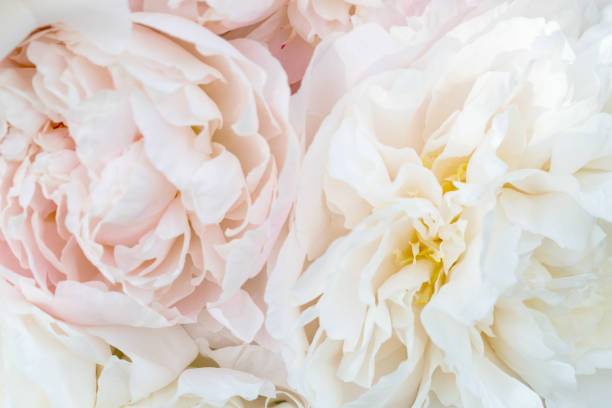 istock Beautiful aromatic fresh blossoming tender pink peonies texture, close up view. Romantic background 1811803005