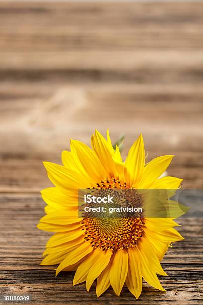 Sunflower Stock Photo - Download Image Now - Beauty In Nature, Blossom, Close-up