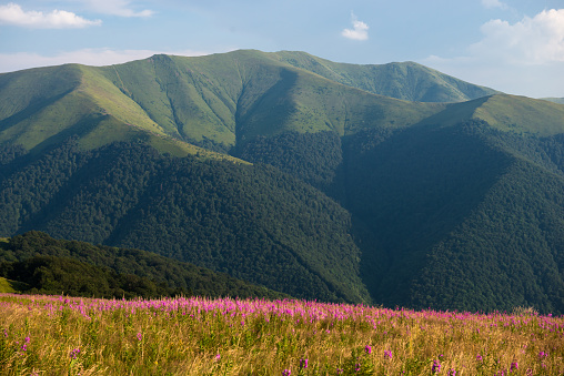 Summer in Borzhava range and meadow with fireweed (Chamaenerion angustifolium) in Carpathian mountains, Ukraine