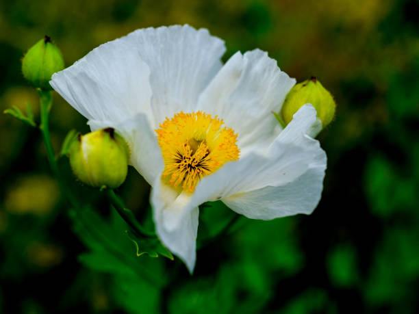 istock Colourful blossom in the sun, close-up. 1811803740