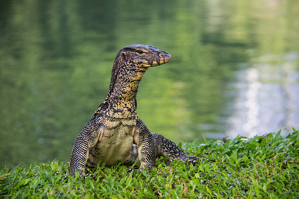 монитор воды. - water monitor стоковые фото и изображения