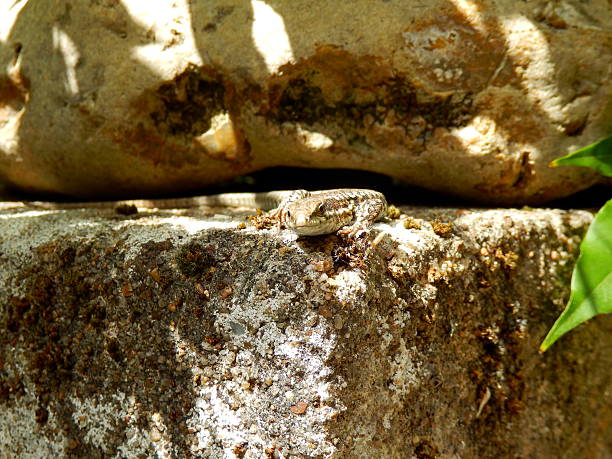 Common lizard (Zootoca vivipara) Common lizard basking on a moss covered stone wall zootoca vivipara stock pictures, royalty-free photos & images