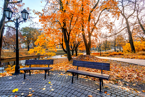 Golden autumn in old public park and resting place  with garden benches among branches and foliage of maple trees leaves