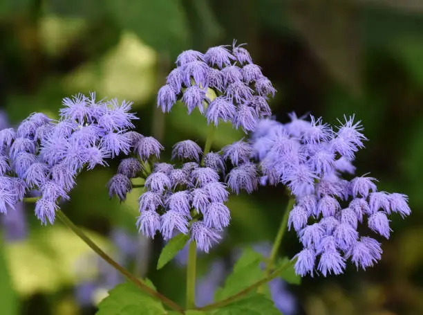 This blue mistflower is also known as wild ageratum, blue boneset, or conoclinium.  It grows in an uncultivated park that maintains the natural setting in North Central New Jersey.