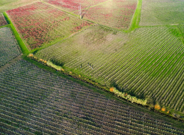 istock Work in the vineyard after harvest. 1811817672