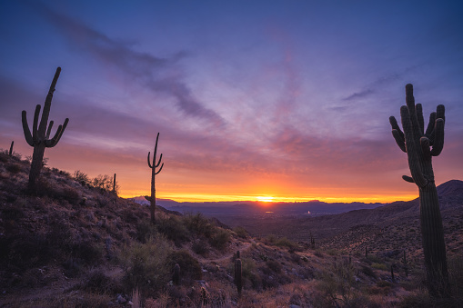 Fiery Sonoran Sunrise in the majestic McDowell Mountains with saguaro cactus silhouettes near Bell Pass