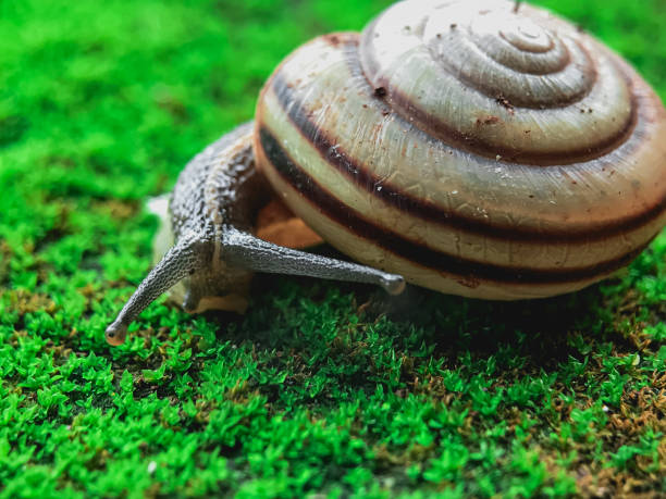 snail on moss. Cepaea nemoralis
