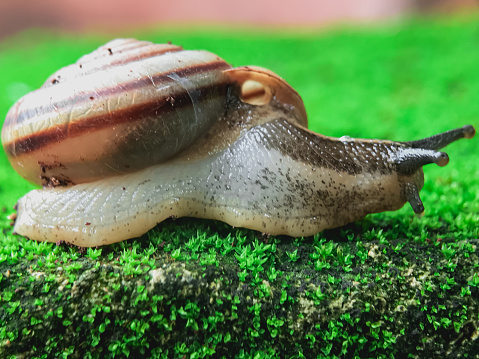 Close up of a Roman Snail (Helix pomatia) with vignette.