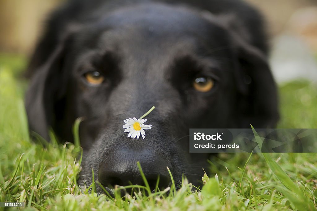 Cão com sono - Royalty-free Animal Foto de stock