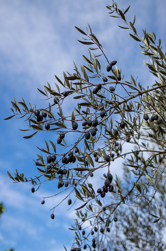 olive branch with ripe fruit, green leaves and blue sky in the background