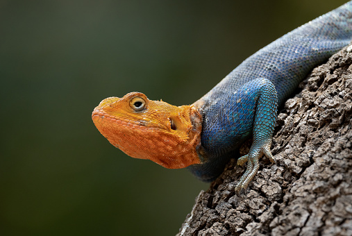 Red-headed rock agama lizard in Africa