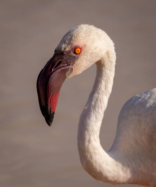 istock A Flamingo in Africa 1811835645