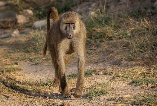 Female baboon with infant in the Kruger National Park.