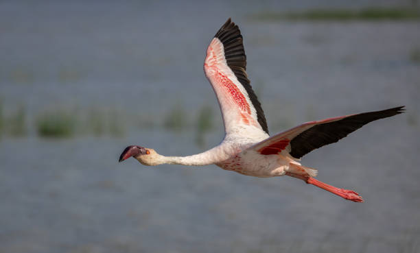 istock A Flamingo in Africa 1811836162