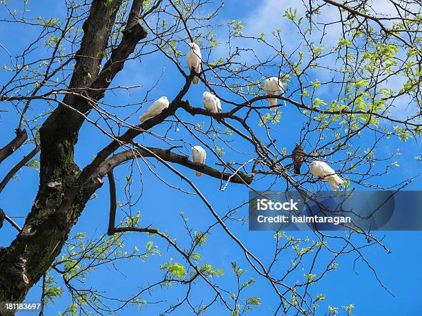White Doves Auf Einem Baum Stockfoto und mehr Bilder von Arche - Arche, Ast - Pflanzenbestandteil, Christentum