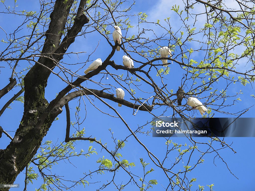 Colombe bianche su un albero - Foto stock royalty-free di Amore
