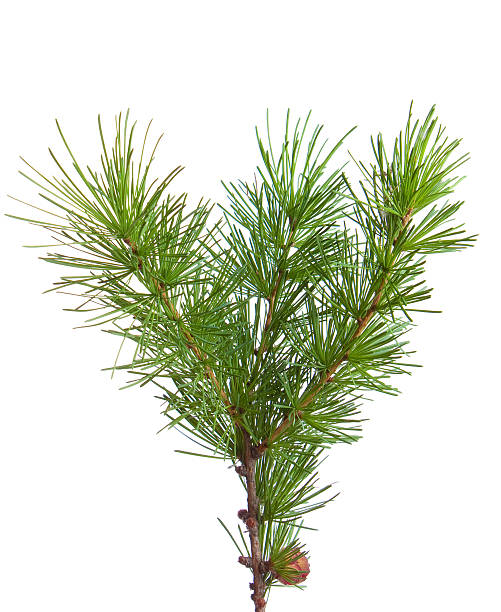 istock The branch of larch 181184005