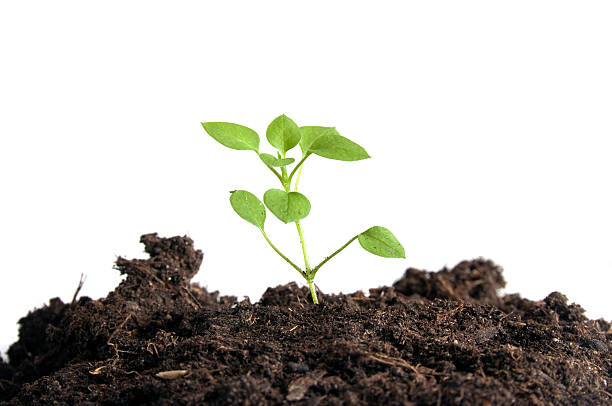 istock Small plant isolated on white background 181184138
