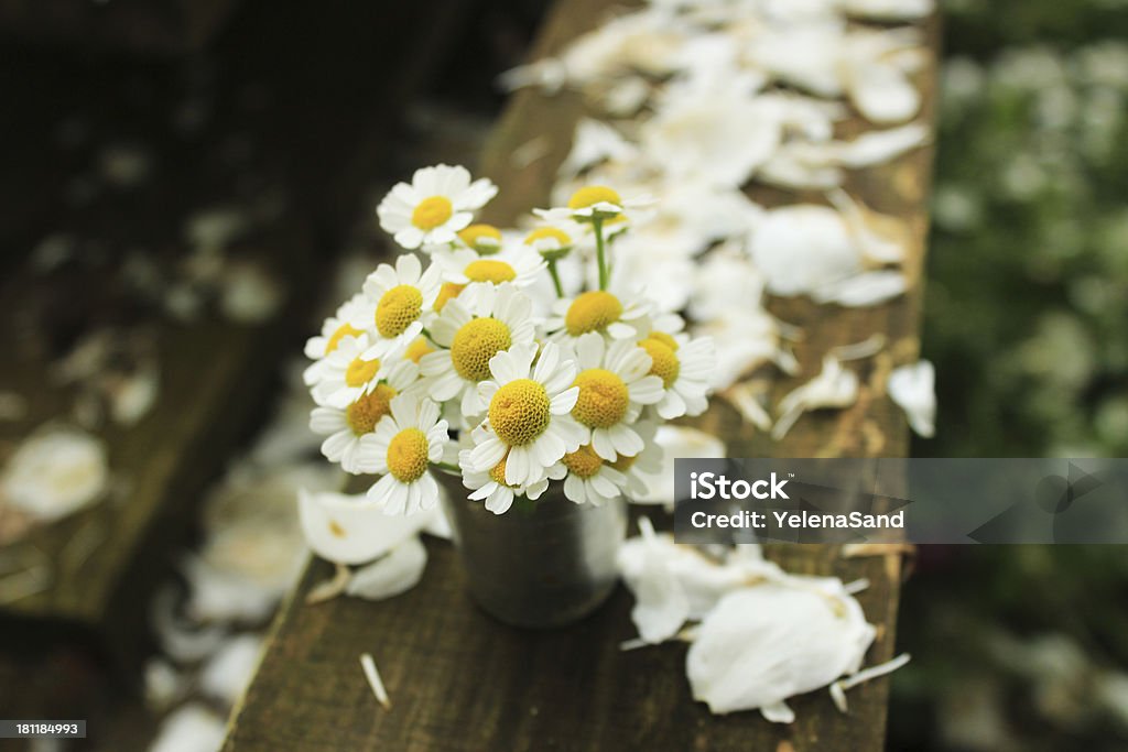 Strauß Gänseblümchen - Lizenzfrei Apfelbaum-Blüte Stock-Foto