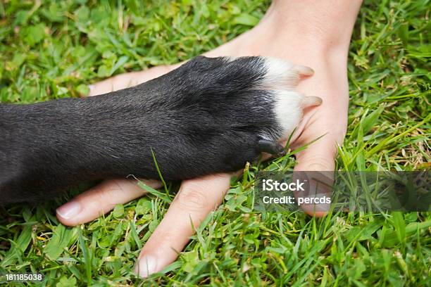 Ręki I Łapa - zdjęcia stockowe i więcej obrazów Pies - Pies, Zgnieciony, Manicure