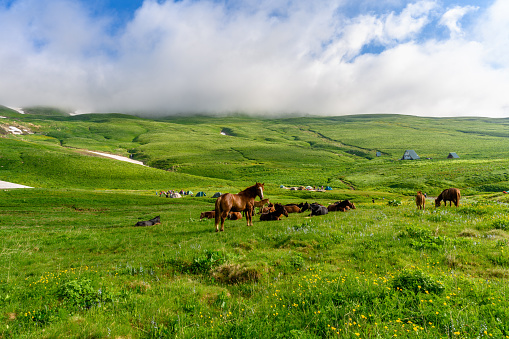Horses in the Alpine mountains. Beautiful landscape with mountains, green grassy meadows in springtime.