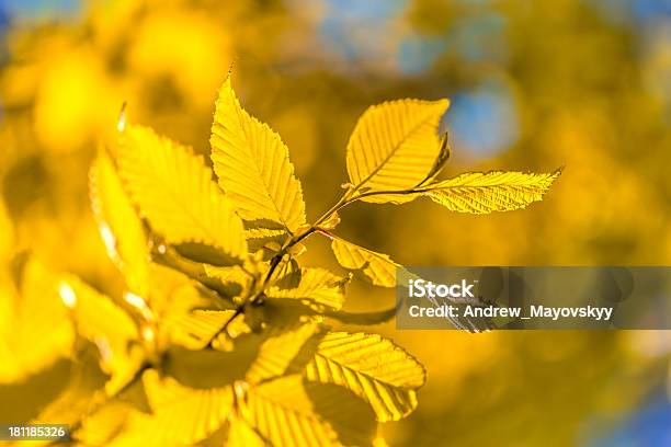 明るくカラフルな葉のバックグラウンド枝として使用 - カラフルのストックフォトや画像を多数ご用意 - カラフル, カラー画像, クローズアップ