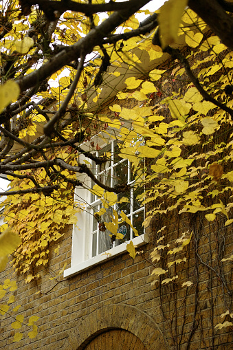 White window surrounded by the Gourgeous Golden Lime tree leaves and Boston Ivy
