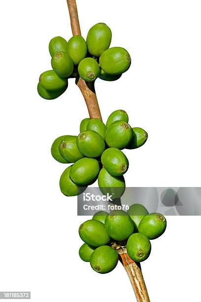 Green Coffee Beans Stock Photo - Download Image Now - Bean, Coffee Crop, Crop - Plant