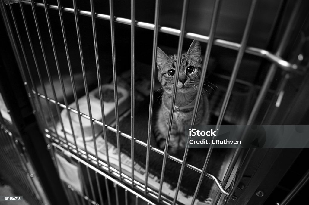 Sad Cat In A Cage A picture of a sad cat in a cage at the pound. Shot in black and white. Domestic Cat Stock Photo