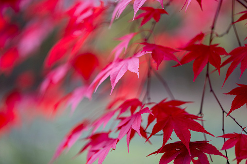 Red Maple leaves on the tree as fall foliage continues.