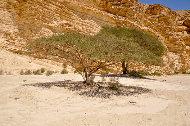 istock Acacia tree in the Negev 181187144