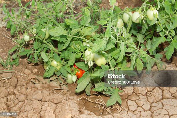 Foto de Jovem Tomate Sobre Vine e mais fotos de stock de Agricultura - Agricultura, Comida, Comida e bebida