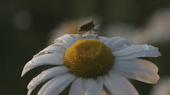 Close-up of insect on daisy. Creative. Insect is sitting on petals of daisy. Grey insect on beautiful chamomile. Macrocosm of summer meadow.