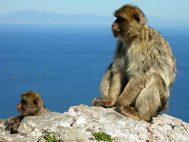 istock Barbary Macaques on Gibraltar rock 181188060