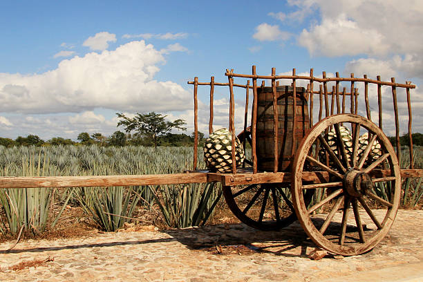 Traditional mexican trailer in front of blue agave plantation stock photo